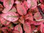Seminte profesionale  Hypoestes phyllostachya - imagine 49393